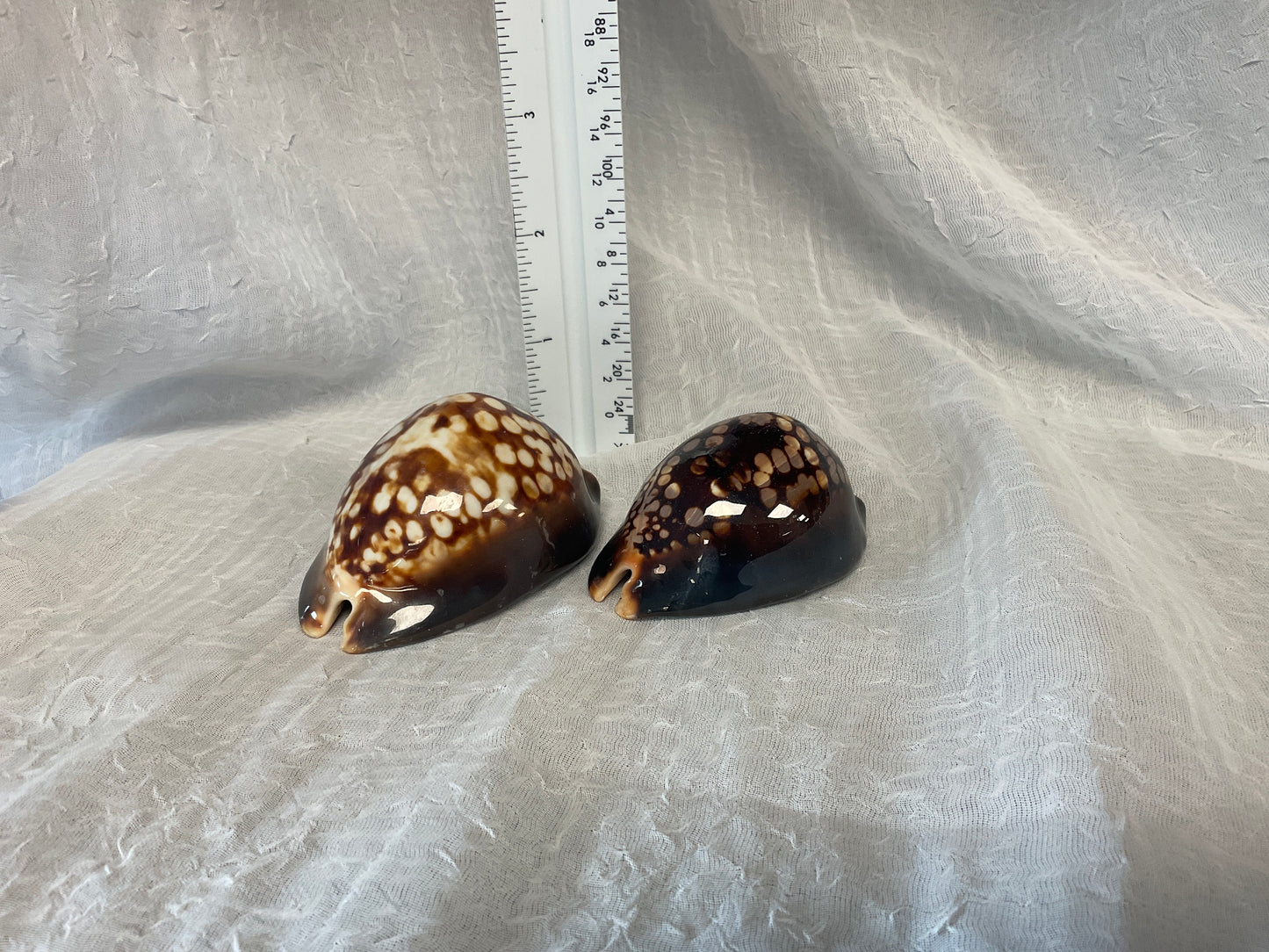 Indonesian Shell