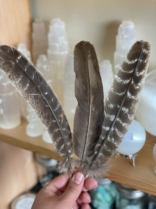 Turkey Feather