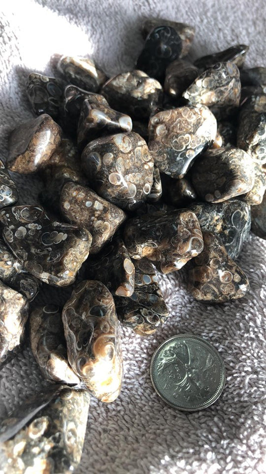 Turritella Agate - Tumbled
