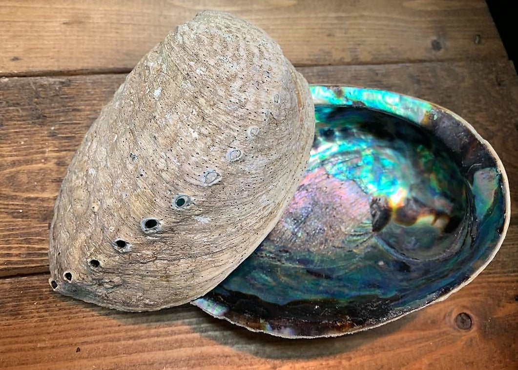 Abalone Shell