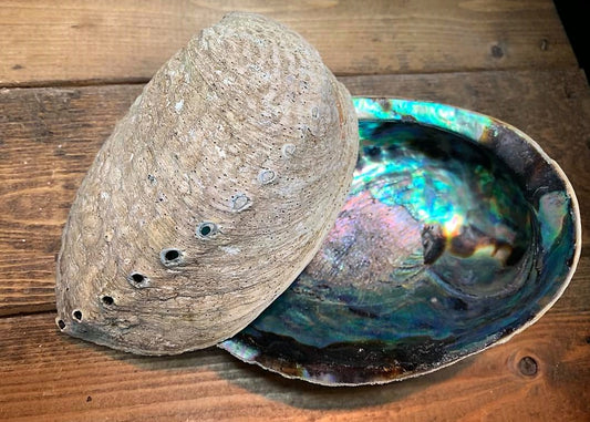 Abalone Shell