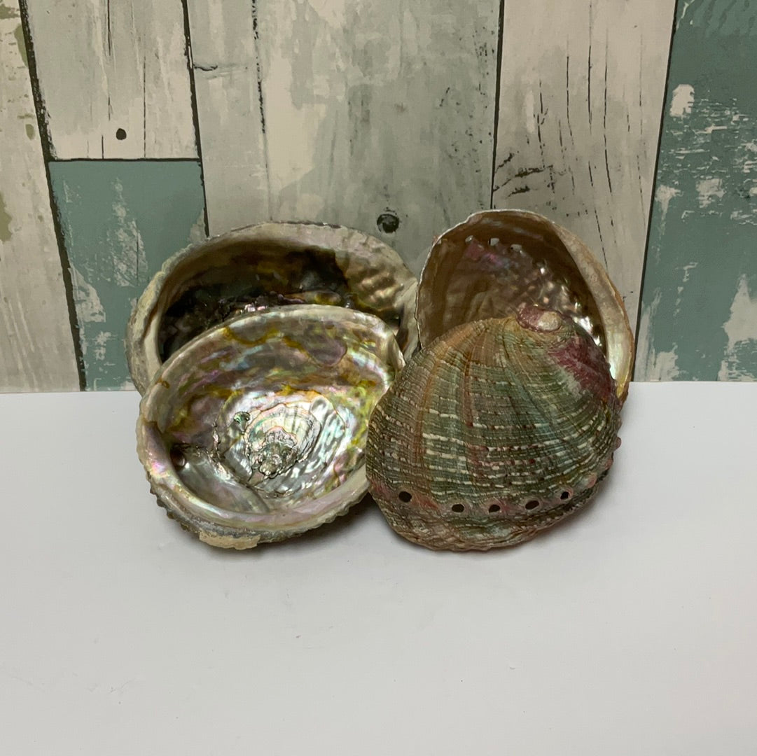 Abalone Shell