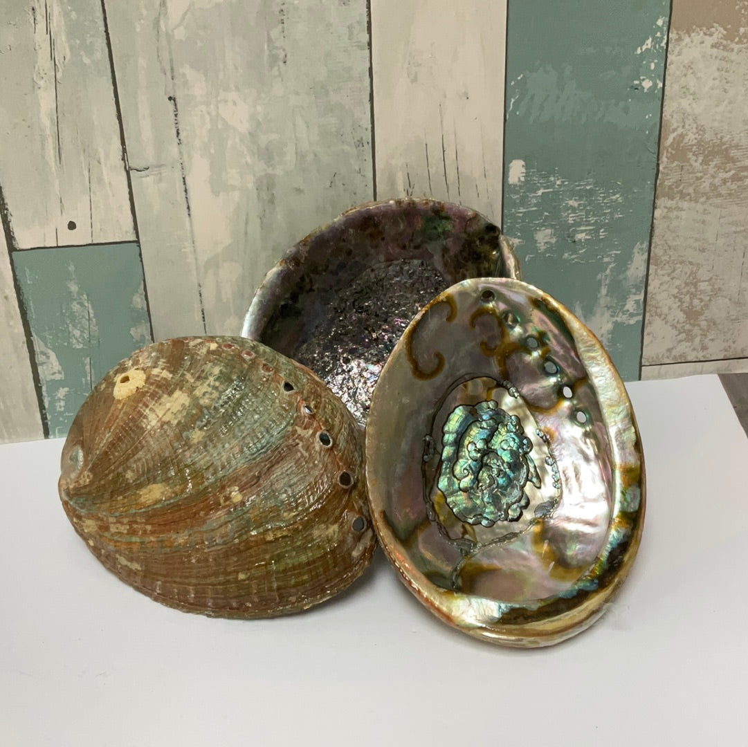 Abalone Shell