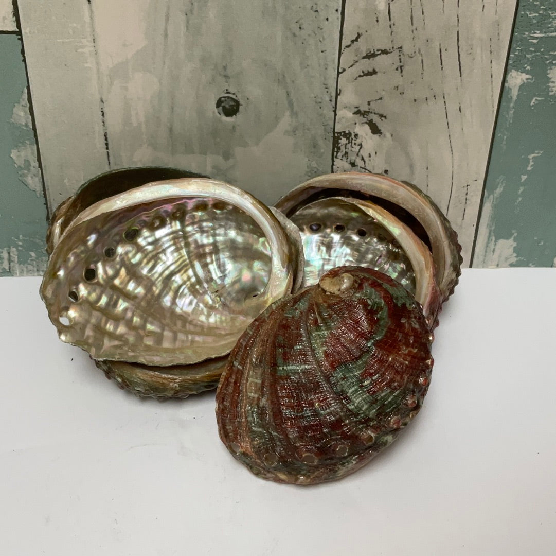 Abalone Shell
