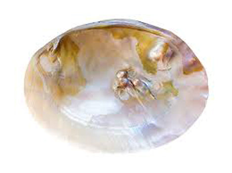 Radiant Pearl Clam Shell