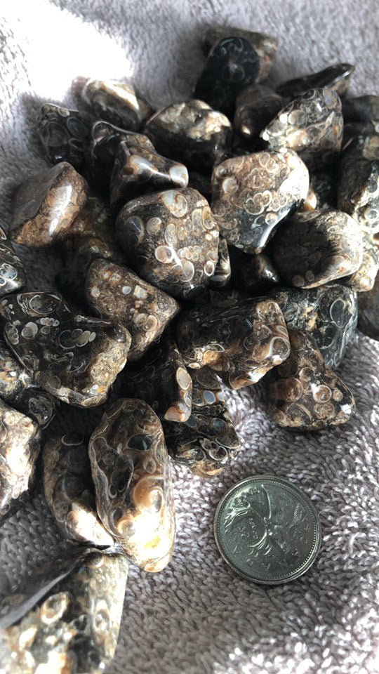 Turritella Agate - Tumbled