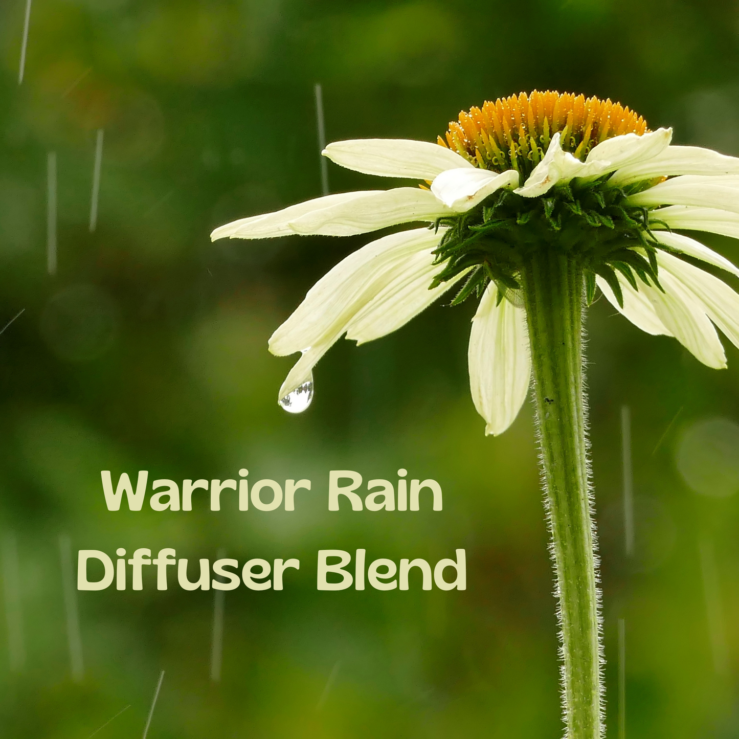 Warrior Rain Diffuser Blend