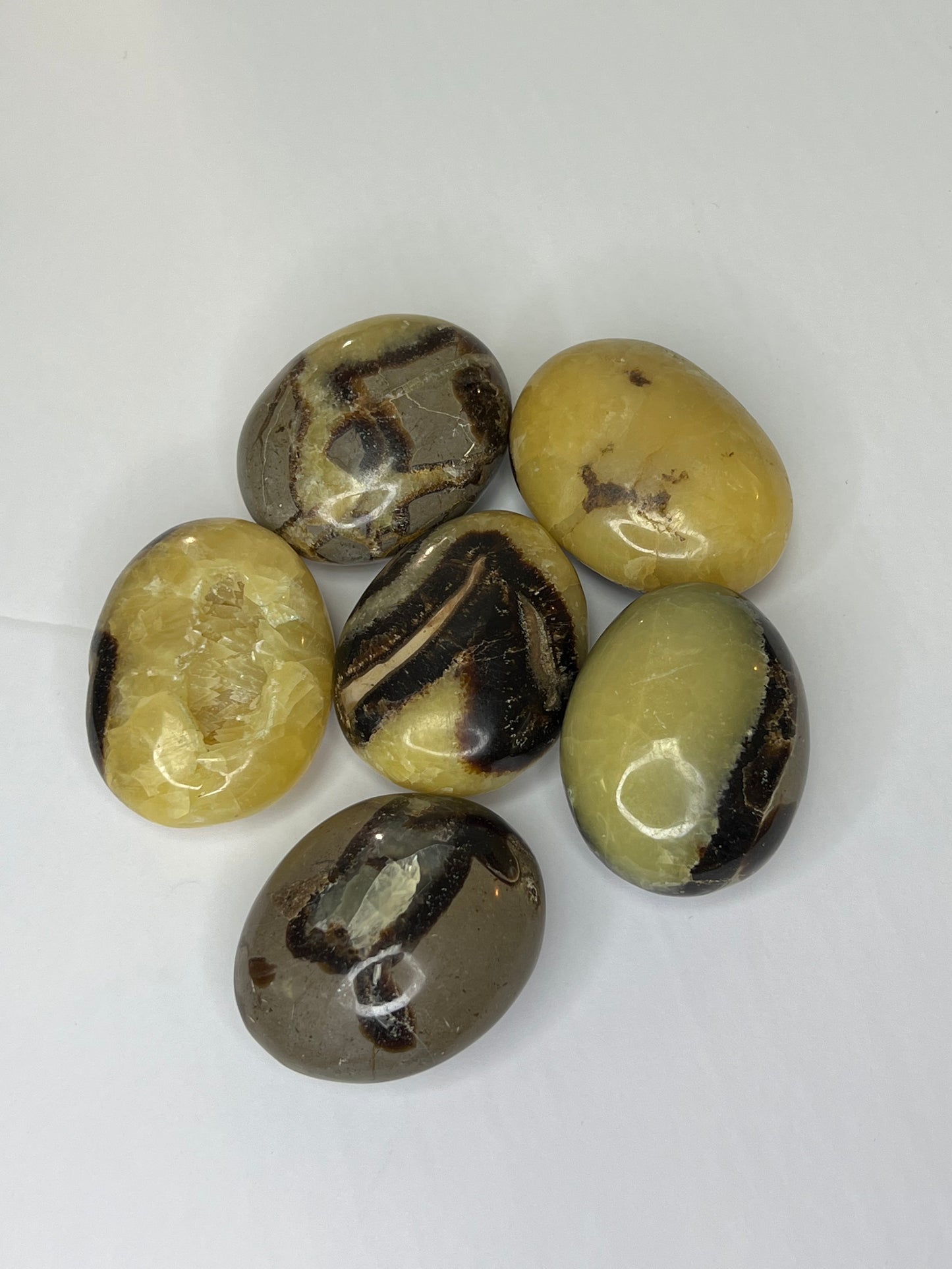 Septarian Palm Stone